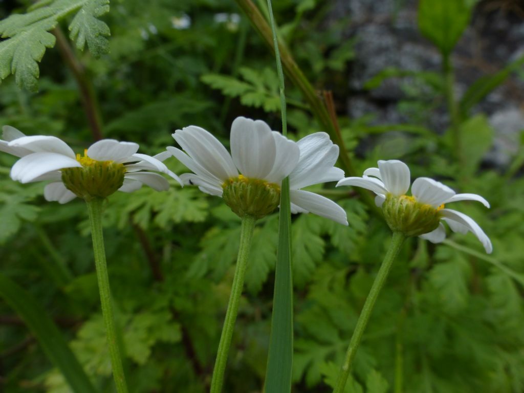 Tanacetum parthenium / Erba amara vera